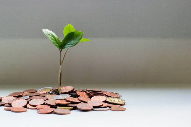  Kleiner Baum wächst aus Kleingeldhaufen heraus.